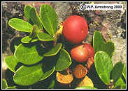 Bearberry (Urva-Ursi) Extract 5:1