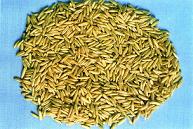 Avena Sativa Extract 10:1 TLC