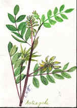 Astragalus Extract Polysaccharides 20% ,50% UV