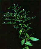 Andrographis Paniculata Andrographolide 5% HPLC