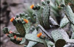 Hoodia Gordonii Extract 20:1