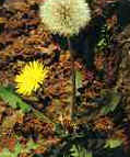 Dandelion Extract Taraxacum mongolicum 4:1/10:1