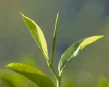 Green Tea Extract