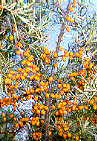 Sea Buckthorn Extract /Oil