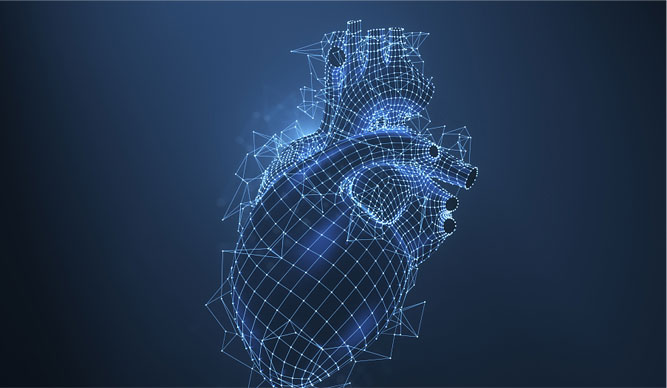 The Expert for Heart Health: COENZYME Q10