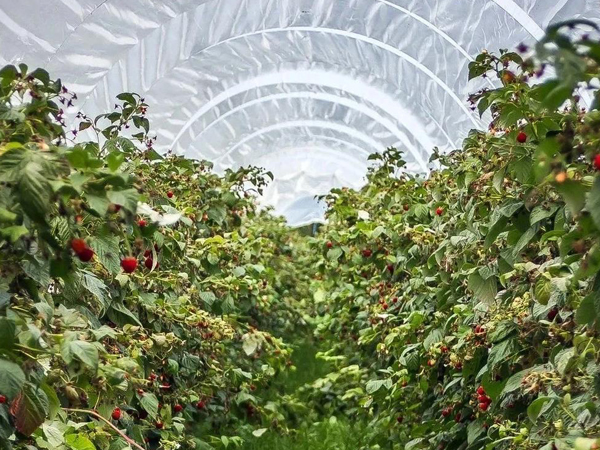 Raw material selection